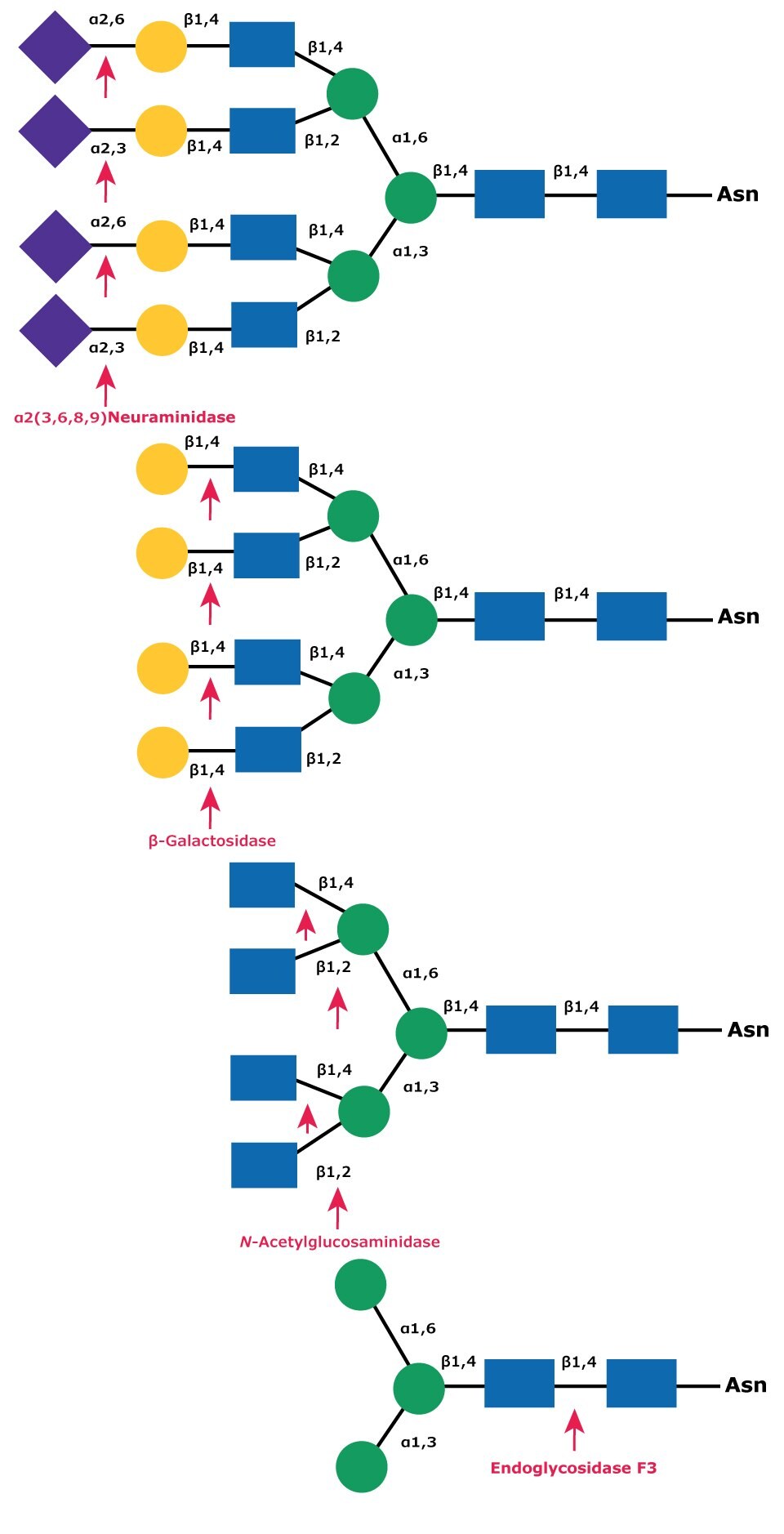 Diagram showing the sequential deglycosylation of a complex triantennary glycan with exoglycosidases neuraminidase, β-galactosidase, and N-acetylglucosaminidase followed by subsequent cleavage by Endoglycosidase F3 (Endo F3).