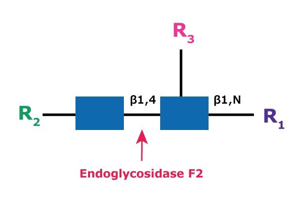 Diagram showing the cleavage site and structural requirements for Endoglycosidase F2 (Endo F2) with the N-linked diacetylchitobiose glycan core.