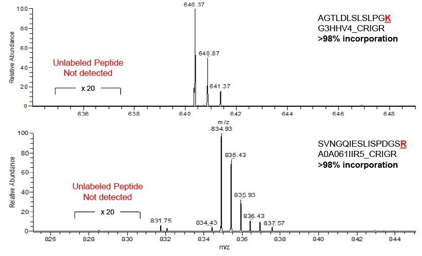 Incorporation of SIL for two peptides from CHO proteins.