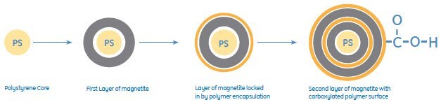 Sera-Mag SpeedBead Carboxylate-Modified Magnetic Particles feature carboxylic