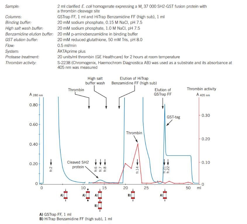 On-column cleavage of a GST fusion protein and removal of thrombin after on-column cleavage