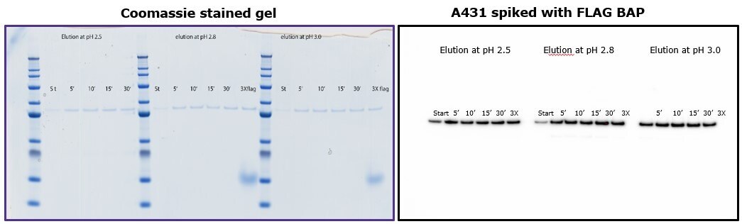 Comparison of eluted fractions after incubation of 5 to 30 minutes with glycine.