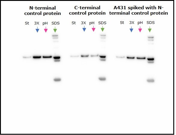 Comparison of the three methods of elution used with anti-FLAG® M2 magnetic beads.