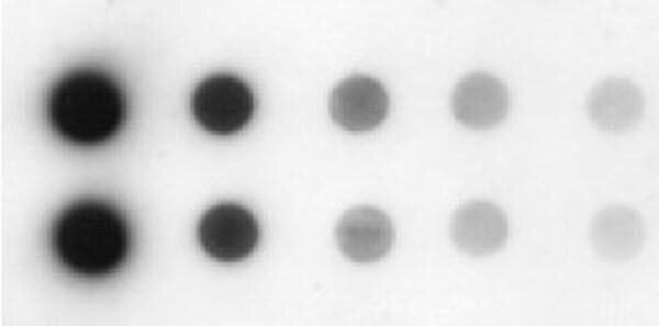 Detection of transferrin on a dot blot of human serum using Immobilon® Western Chemiluminescent HRP Substrate.