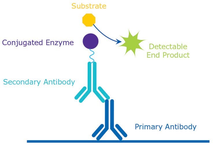 Principle Antigen Detection