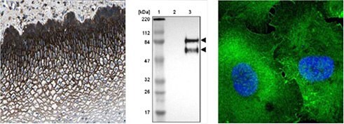 cd44