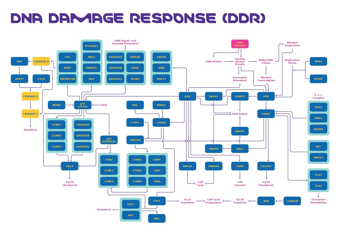 Diagram showing key targets of the DNA damage response (DDR) pathway including ATM, ATR, and p53 mechanisms involved in DNA damage checkpoints.