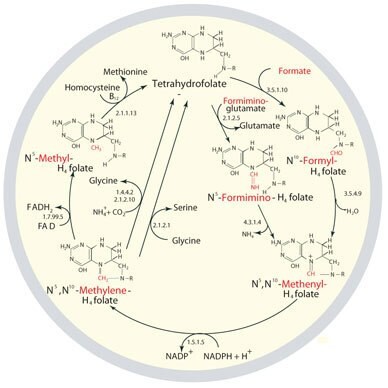 The metabolic cycling and regeneration of tetrahydrofolate