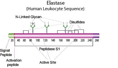 Elastase sequence