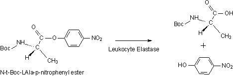 Elastase structure