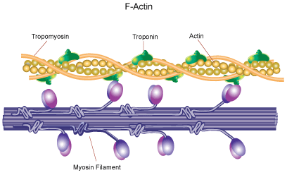 F-Actin