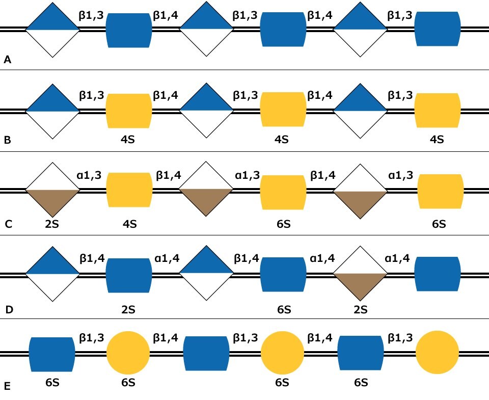 Carbohydrate sequences of the five types of glycosaminoglycan chains using monosaccharide symbols including possible sulfation presence and location for Hyaluronan, Chondroitin, Dermatan, Heparin and Keratan.