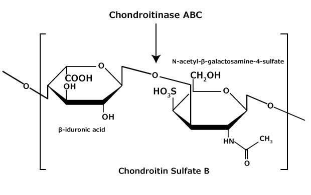 The chemical structure of chondroitin sulfate B (dermatan sulfate) glycosaminoglycan that consists of an alternating copolymer β-iduronic acid-(1‑3)-N-acetyl-β-galactosamine-4‑sulfate.