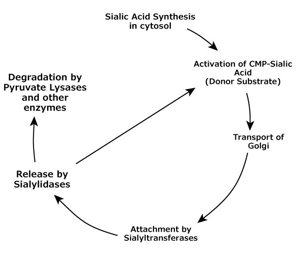 A flowchart describing the lifecycle of sialic acid, including its synthesis in the cytosol, activation, and transportation to the Golgi. The chart also illustrates the degradation of sialic acid involving pyruvate lyases and other enzymes, and its release by sialylidases, followed by attachment to substrates by sialyltransferases.