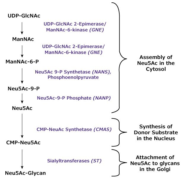 A detailed biochemical pathway diagram showing the synthesis of CMP-Neu5Ac from UDP-GlcNAc. The pathway includes multiple steps with specific enzyme names and intermediate compounds. Key process steps include the conversion of ManNAc to ManNAc-6-P, further to Neu5Ac-9-P, and eventually to Neu5Ac and CMP-Neu5Ac. The pathway splits into "Assembly of Neu5Ac in the Cytosol" and "Synthesis of Donor Substrate in the Nucleus" with the final product being Neu5Ac-Glycan.