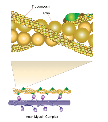 Tropomyosin