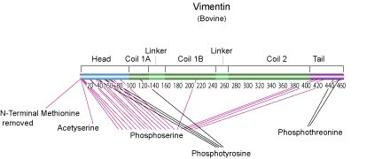 Vimentin