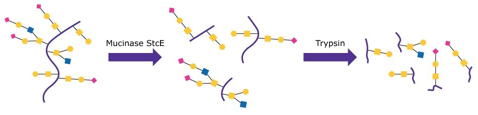 Schematic of the standard tryptic digest preparation of a mucin glycoprotein with structures including reduction and alkylation with pre-treatment using Mucinase StcE (Product No. SAE0202).