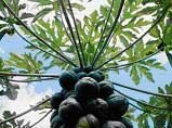 Papaya tree (Carica papaya) with tropical papaya fruits showing a blue sky with clouds through the leaves. Papain is isolated from the papaya latex.