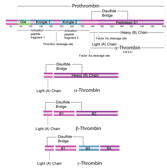 Prothrombin