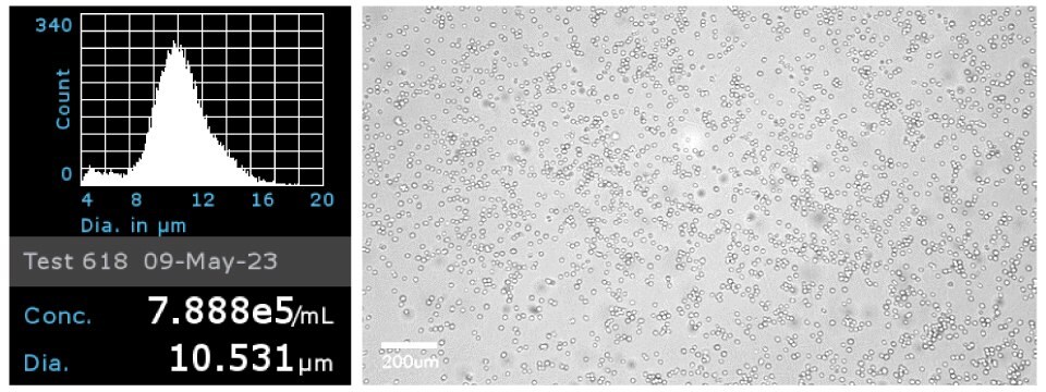 Cell concentration and diameter of Jurkat cells and microscopy image of Jurkat cells to confirm cell morphology