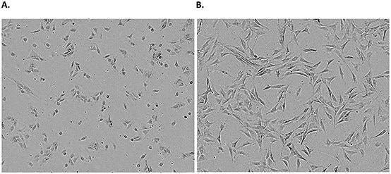 Examples of an adherent cell line. NIH 3T3 cells 24 hours A. and 72 hours B. post freeze/thaw show typical adherent fibroblastic morphology.