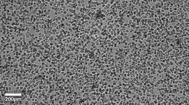 Primary hepatocytes imaged at 10x