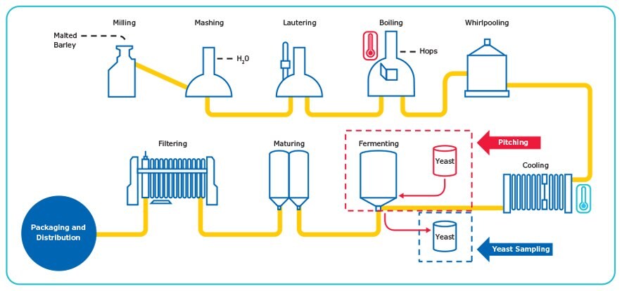 The Brewing Process. Accurate counting of yeast cells is important during the pitching and sequential yeast sampling steps.