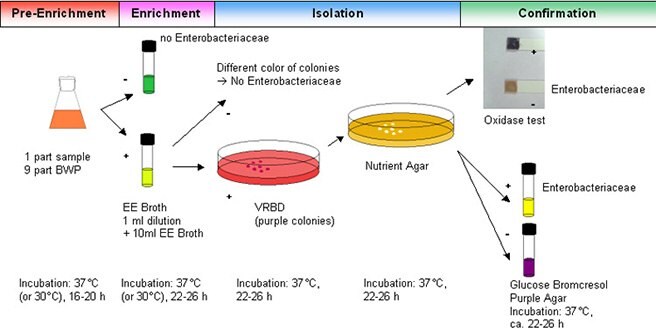 Detection of Enterobacteriaceae