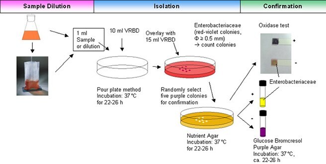 Enumeration of Enterobacteriaceae