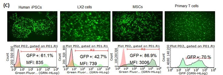 (A) E3L increased SimpliconTM RNA expression levels.  BJ human foreskin fibroblasts were co-transfected with SimpliconTM TagGFP2 and B18R RNA or B18R-E3L RNA. (B) E3L worked for continuous expression of SimpliconTM RNA. SimpliconTM TagRFP or TagRFP Simplicon (E3L) was co-transfected with B18R-E3L RNA and cultured with medium containing B18R protein and puromycin for 14 days.  RFP expressing cells were imaged on Day 12, and analyzed by FACS on Day 14. (C) SimpliconTM RNA can be transfected into a wide variety of cell types. Simplicon™ TagGFP2 RNA and B18R-RNA were co-transfected with Human iPSCs, LX2 human hepatic stellate cell line (MilliporeSigma SCC064), human mesenchymal stem cells (MSCs, MilliporeSigma SCC034) by MessengerMAX™ transfection reagent. For human primary T cells (PBMCs stimulated with CD3/CD28), electroporation method was used.