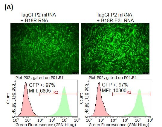 B18R-E3L or B18R RNA for mRNA transfection. (A) BJ human foreskin fibroblasts were co-transfected with TagGFP2 mRNA and B18R RNA or B18R-E3L RNA.  (B) B18R or B18R-E3L RNA co-transfection enables repeated transfection of mRNA. BJ cells were transfected with TagGFP2 mRNA Plus/Minus B18R RNA or B18R-E3L RNA at 1st transfection (upper panel, 1st transfection). Next day, TagRFP mRNA was transfected into the same cells, and imaged for RFP expression one day after the transfection (bottom panel, 2nd transfection). The mRNAs for TagGFP2 and TagRFP were synthesized without modified nucleotides.