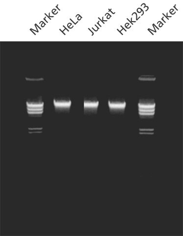 mammalian Kit