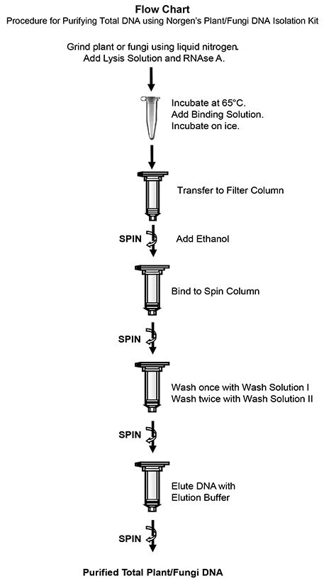 Procedure for purifying Total DNA using Norgen's Plant/Fungi DNA Isolation Kit