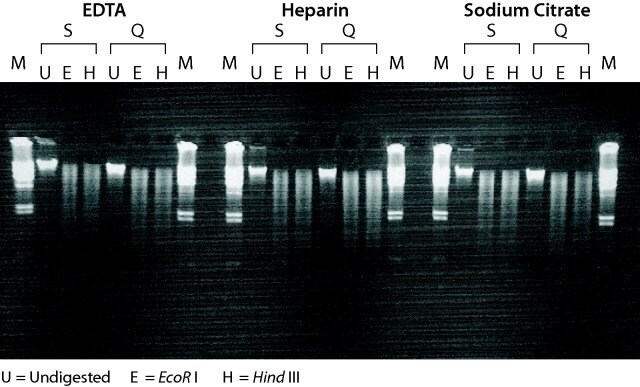 Genomic DNA purified by GenElute™ Blood Genomic DNA kits is suitable for restriction enzyme digestions.