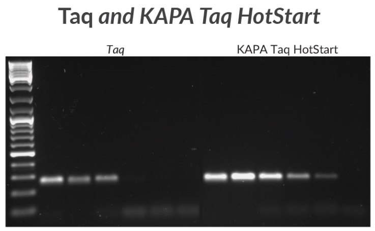 A 270 bp amplicon was amplified from mycoplasma DNA with KAPA Taq or KAPA Taq HotStart. Sensitivity was tested using a 10X template dilution series starting with 1 ng of DNA.