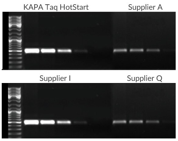 A 500 bp fragment of the CCR5 gene was amplified using 100 ng, 10 ng, 1 ng, or 100 pg of human genomic DNA as template.