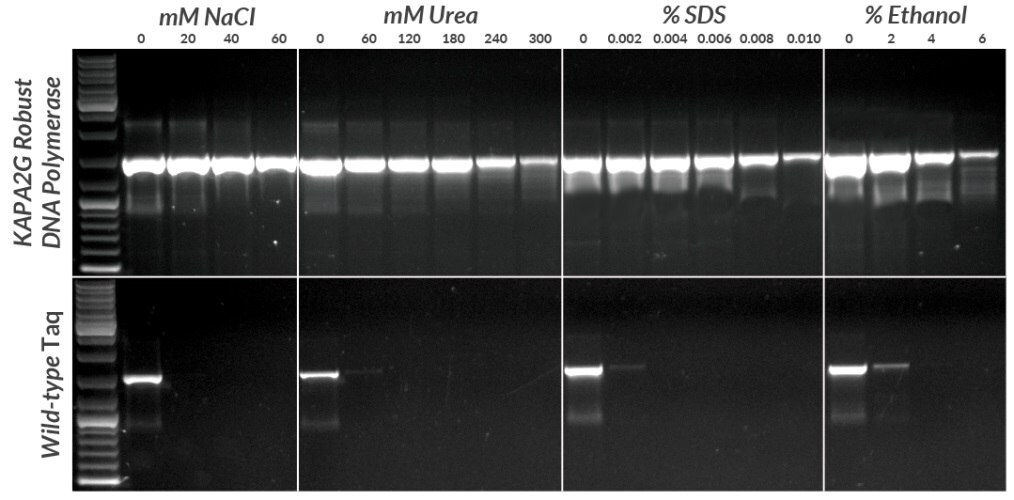 Amplification of a 1.5 kb fragment from 1 pg plasmid DNA in the presence of four common PCR inhibitors using the KAPA2G Robust HotStart PCR Kit and wild-type hot start Taq polymerase.