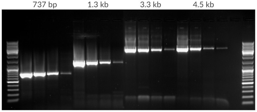 Amplification of template dilution of human genomic DNA starting with 50 ng, 10 ng, 2 ng, 400 pg per 25 μL. Amplicons were 737 bp, 1.3 kb, 3.3 kb, and 4.5 kb in lengths. 35 cycles, 72ºC extension temperature.