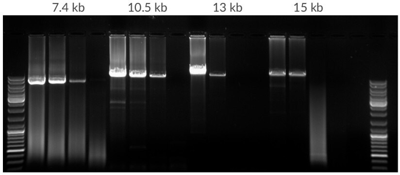 Amplification of template dilution of human genomic DNA starting with 50 ng, 10 ng, 2 ng, 400 pg per 25 μL. Amplicons were 7.5 kb, 10.5 kb, 13 kb, and 15 kb in lengths. 35 cycles, 68ºC extension temperature.