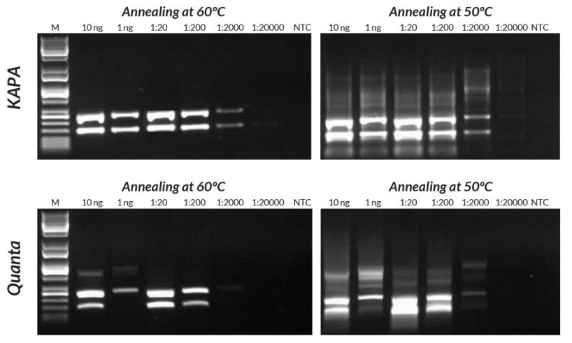 Quanta Mouse Genotyping 키트 대비 KAPA Mouse Genotyping 키트는 멀티플렉스 PCR에서 더 향상된 감도와 수율 및 특이성을 보여줍니다. 반응은 50°C 또는 60°C에서 어닐링되어 유전자형 분석에 대해 부최적화 어닐링 온도 사용 효과를 입증했습니다.