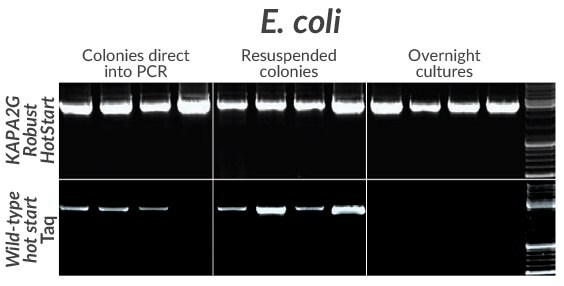 Amplification of a cloned 2.7 kb insert from four commonly used E. coli strains (DH5a, DH10B, JM109, or BL21) using KAPA2G Robust HotStart (top) or wildtype Taq (bottom).