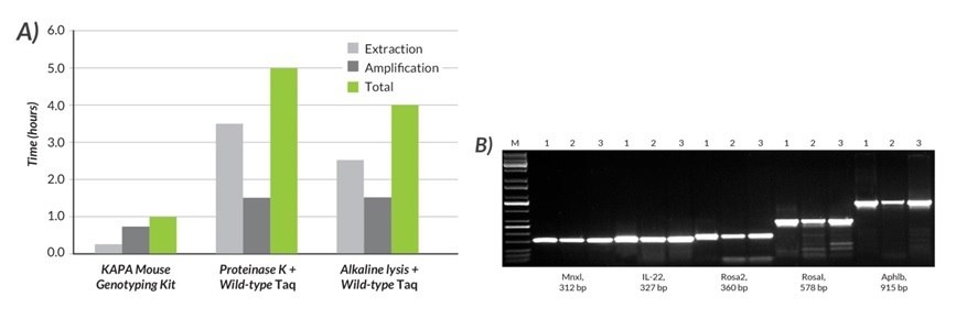 KAPA Mouse Genotyping 키트를 사용하여, 빠른(15분) 단일 튜브 KAPA Express Extract 시스템으로 쥐 꼬리에서 DNA 용해물을 준비했습니다.