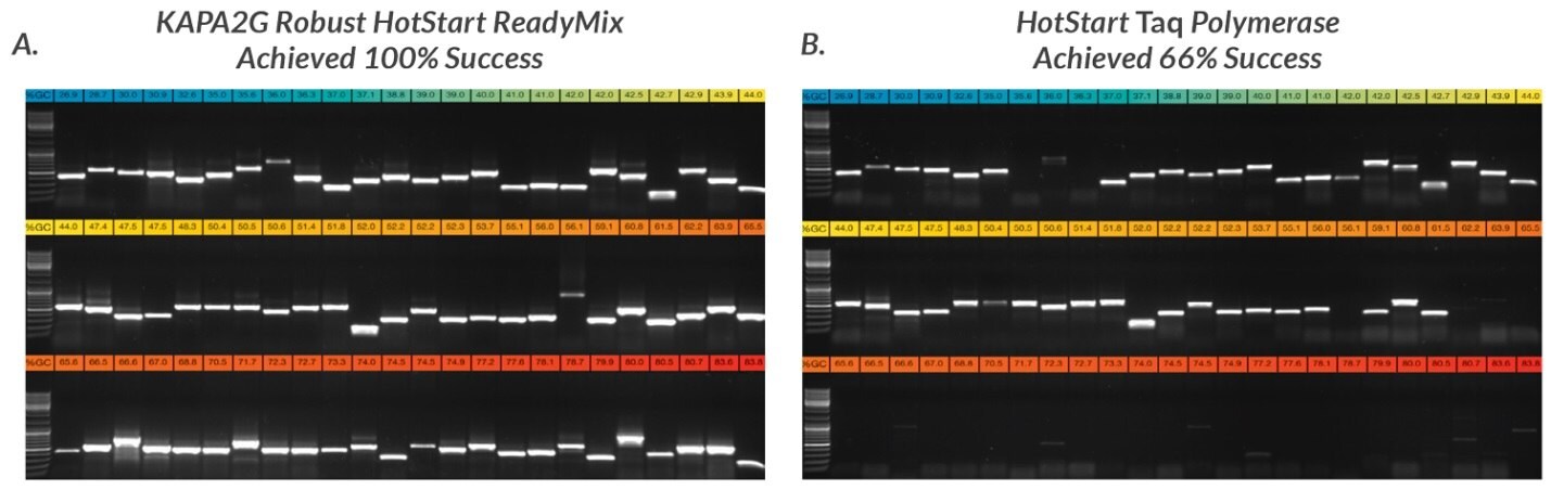 Half of each of the PCR products obtained with 72 of the 96 primer sets used in this study were electrophoresed in a 1% TBE-agarose gel. Amplicons were loaded in order of increasing GC content, with the lowest GC content (27%, blue) at the top left hand side and the highest GC content (84%, red) at the bottom right hand side of each composite gel image.