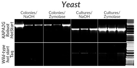 KAPA2G Robust 핫스타트(위) 또는 와일드형 Taq(아래)를 사용하여 일반적으로 사용되는 3가지 S. 세레비제균 균주(BY4742, FY23, W303)에서 얻은 GSH1 유전자에서 2.5 kb(왼쪽) 또는 1.6 kb(오른쪽) 절편에 대한 증폭입니다.