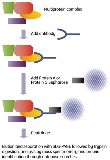 Co-immunoprecipitation