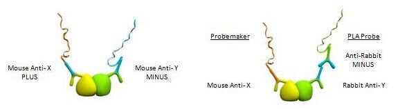 Use of Primary Antibody Derived from the Same Species as Tissue Sample