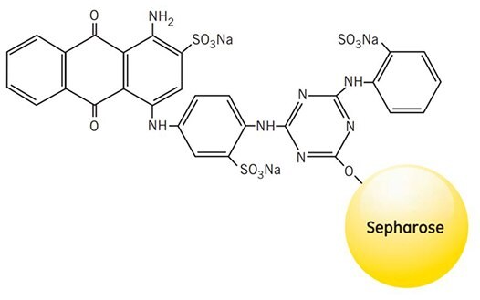 Partial structure of Blue Sepharose Fast Flow and Blue Sepharose High Performance