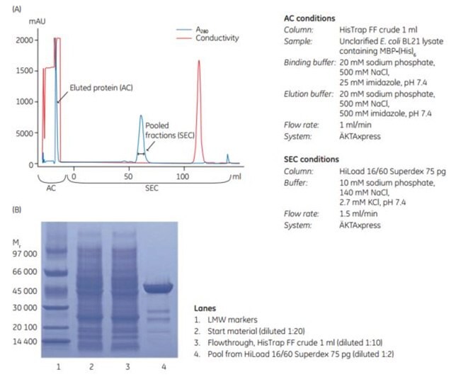 automated two-step puriﬁcation of an unclariﬁed lysate of E. coli containing MBP-(His)6.