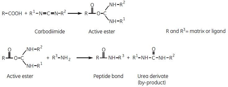 Carbodiimide coupling reaction